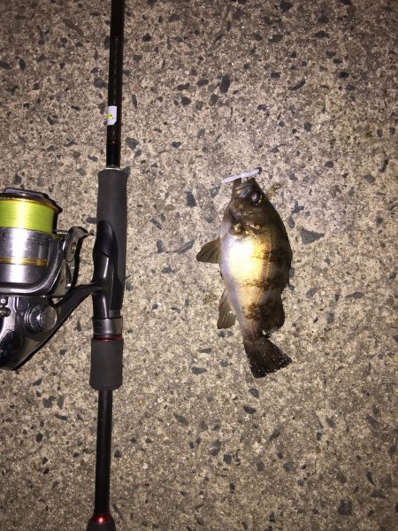 ロックフィッシュ釣行